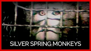 Silver Spring Monkeys