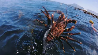 CRAYFISH DIVE CATCH COOK Scratching for West Coast Rock Lobster & Catch Cook  | Kommetjie