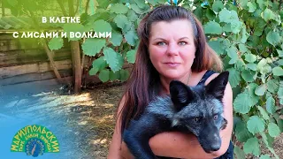 🦊🐺В КЛЕТКЕ С ХИЩНИКАМИ