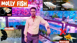 Molly fish || molly fish breeding, tankmates, disease, treatment, food | Pari aquarium, Kurla Market