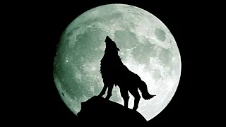 O SOM DO LOBO UIVANDO, Uivo do Lobo !