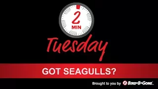 Best Seagull Deterrents [Pro Tips] How to Keep Gulls Away