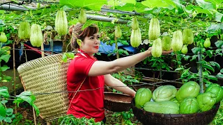 Harvesting Chayote and Bananas - Take It To Upland Market To Sell | Free New Life