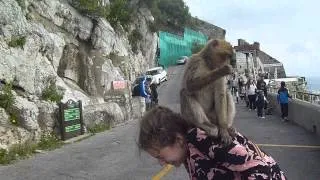 Gibraltar Monkey Doing My Hair