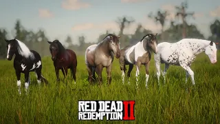 Em busca dos 5 MAIS BELOS CAVALOS - Red Dead Redemption 2