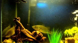 Feeding Our Two Pet Bass - Bonnie and Clyde