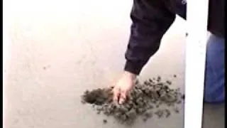 Mole Crabs Part One.WMV