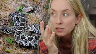 Holy crap! A Diamondback RATTLE SNAKE was in our camping spot! ☠️