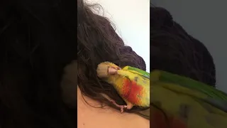 Parrot thinks humans hair is his bed #parrot #conure #parrots