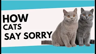 HOW CATS SAY SORRY #catviralvideos #dothis #catviral