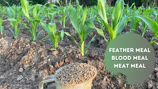 FERTILIZING SWEET CORN WITH ANIMAL FEED! -- *ORGANIC NITROGEN*