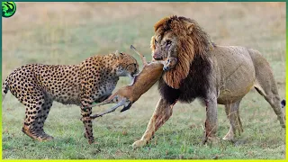 12 Scary Moments When Wild Animals Fought Brutally For Food and Territory