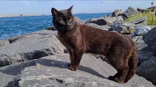 Hungry Stray cats gathered around me while I was walking on the cliff.