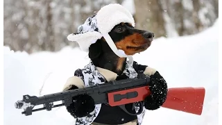 Huntin' Dog Part 2 - WABBIT SEASON - Crusoe Dachshund