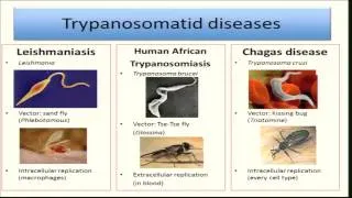 Dr. Ana Rodriguez - Malaria-Induced Inflammation and Trypanosomatid Drug Development