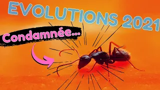 Mes PIRES frustrations avec mes colonies de fourmis 2021 !