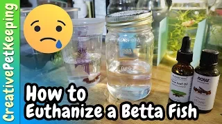 How to Humanely Euthanize a Betta Fish 🐟 Different Methods