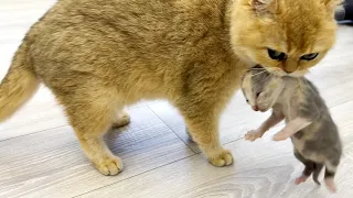 Native mother cat forgot the kitten, and the foster mom cat carries it to her