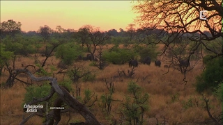Botswana, intense et sauvage - Échappées belles