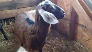 Сколько раз в день выдаивать козу после окота.🐐