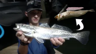 The BEST WAY to Catch SPECKLED TROUT in Galveston (Catch N Cook)