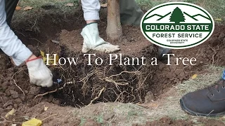 How to Plant a Tree