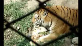 Feeding the Tigers - Harbin, China