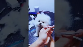 Tik Tok Chó Phốc Sóc Mini 😍 Funny and Cute Pomeranian