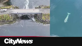 Orca calf leaves lagoon for open water