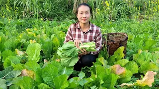 Vegetable Garden Harvest go to market sell - Make a Bamboo House For Piglets | Ly Thi Tam