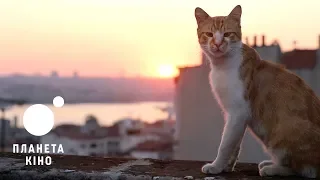 Королівство котів - офіційний трейлер (український)
