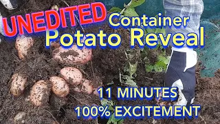 Container Potato Reveal ~ unedited harvest of potatoes ~ Scotland