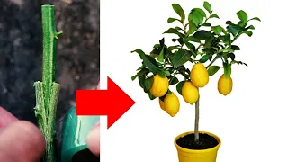 how to graft citrus trees