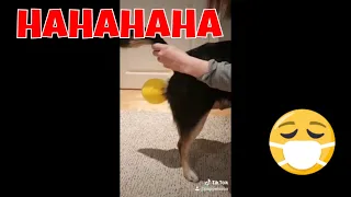 🐕💨Dogs Reaction To Fart TRY NOT TO LAUGH | Funny Dogs Scared of Farts Compilation