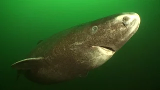 Greenland Sharks (HD) | JONATHAN BIRD'S BLUE WORLD