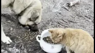 Пиксель заскочил к Баксу на перекус 😼 🐕  кот и собака