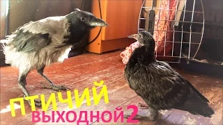 Птичий выходной 2. Голубь защищает птенцов.