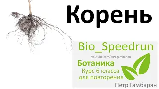 4. Корень (Speedrun ботаника 6 класс, ЕГЭ, ОГЭ 2021)