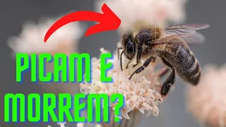 As abelhas MORREM quando picam? 🐝 - Verdade ou Mito? #5