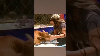 Rescued baby cow almost didn’t make it 🥺 (emotional)