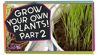 What Happened to Our Plants? | Science Project for Kids