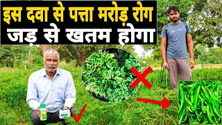 मिर्च की खेती में वायरस और थ्रिप्स की रोकथाम ,वायरस का 100% इलाज Leaf Curl Virus Treatment in Chilli