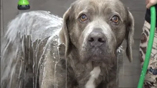 Dog bite stronger than a lions | Cane Corso