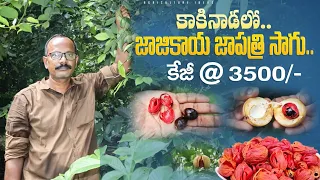 జాజికాయ జాపత్రి సాగు కేజీ-3500రూ | Nutmeg Cultivation | Medicinal Plants Farming | Shiva Agri Clinic