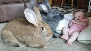 Flemish Giant Rabbit New Videos Compilation 2021 | Pets of JUJU | cute and funny videos 2021