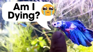 Most Common Betta Fish Signs Before They Die