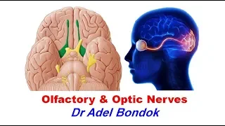 Olfactory and Optic Nerves, Dr Adel Bondok