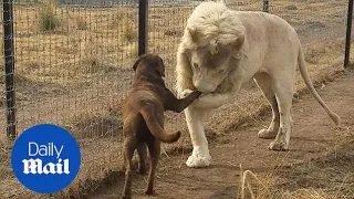 Pleased to meet you! Incredible video of lion kissing dog's paw - Daily Mail