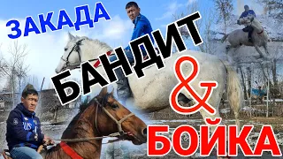 сатылды ЗАКАДА БАНДИТ & БОЙКА ЭФИРДЕ 16.02.2022