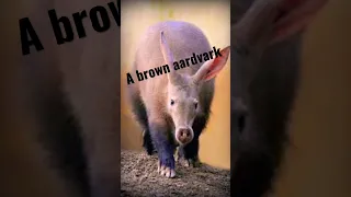 What the animals from Arthur are (yes, this is random)
